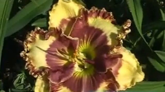 лилейник daylily JANET AND BILL.mpg