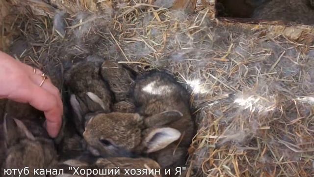 кроличья жизнь...почти скрытой камерой))
