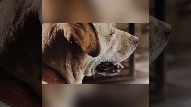 Labrador/friends of children/Лабрадор/Друзья детей