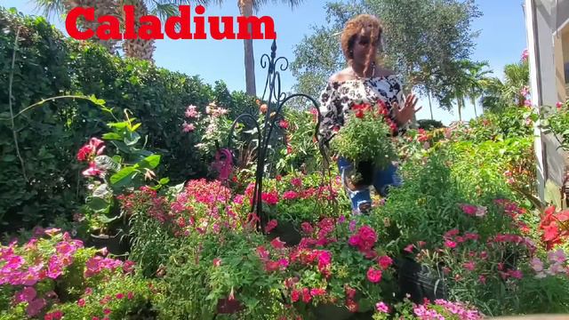 Geranium and 2 other flowers that grow in the garden
