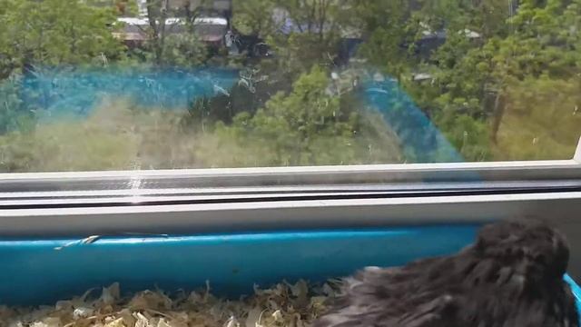 новый спасённый голубь с инфекцией глаз и заплывшем гноем глаз!