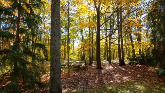 КРАСИВЫЕ осенние краски и уютные дома в дорогом районе пригорода Торонто 4K relax