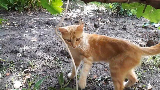 Мой рыжий кот,который все время от меня убегает.
