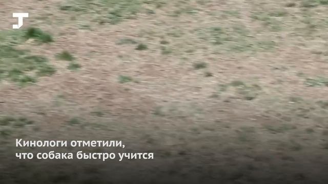 В Китае впервые клонировали полицейскую собаку