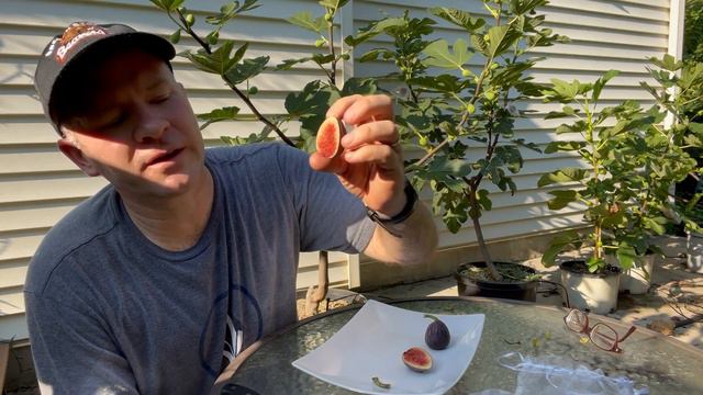 Petite Negri - A good Violet de Bordeaux-type fig variety for the east coast