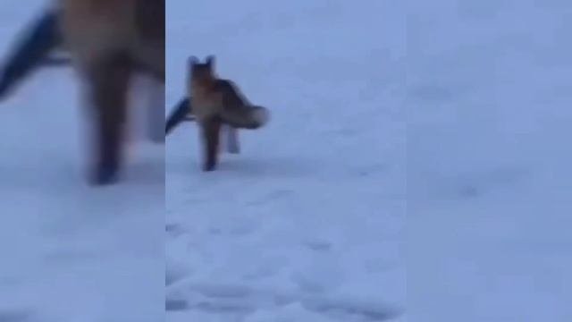 РЫЖАЯ ВОРОВКА СТАЩИЛА ЩУКУ У РЫБАКА?????????