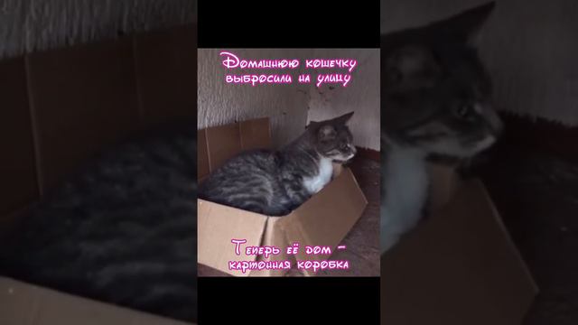 Кошка живет в коробке