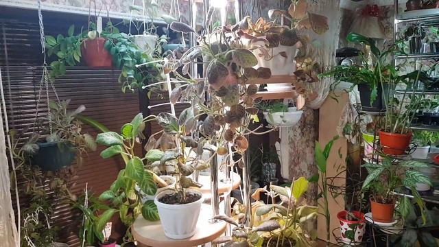Перестановка моих цветов 😊😊