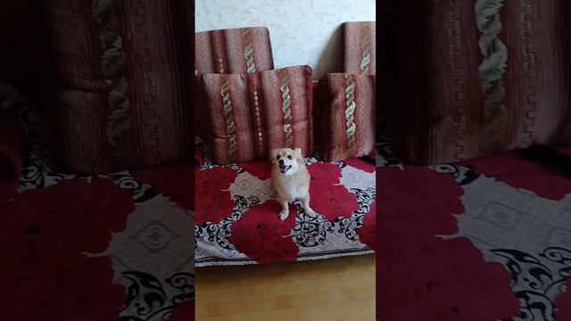 happy dog