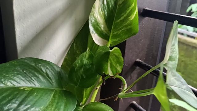 #eb #Myfrist #video #my Indoor Plants