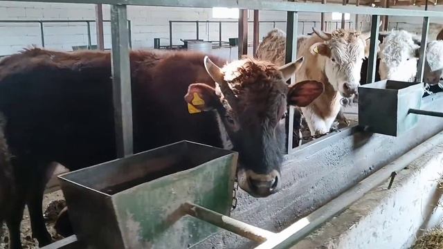 Как устроена система поилки, размеры. Откорм быков. fattening bulls.