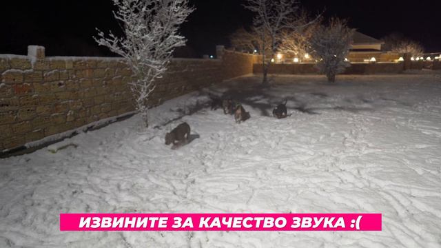 Мама с дочкой не поделили поляну! 🔥 💣🧨  У нас зима! Собаки в снегу!
