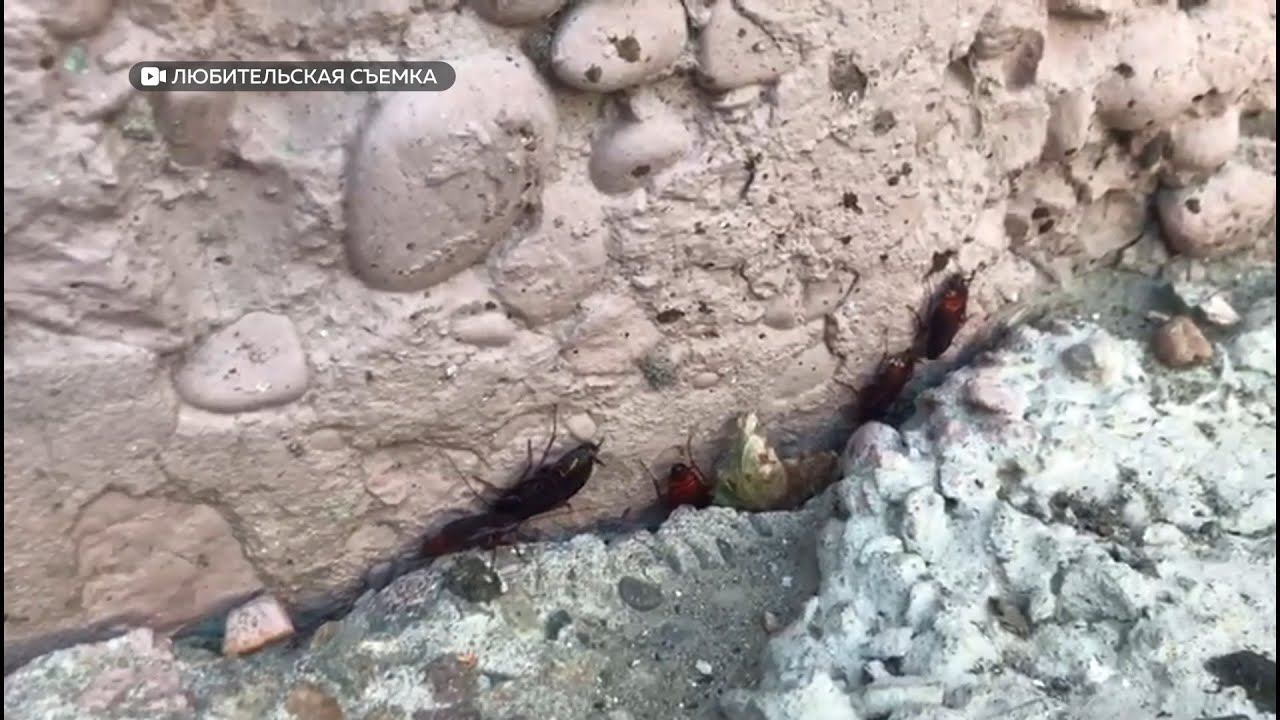 Бийчане жалуются на нашествие американских тараканов в квартирах (04.07.24г., Бийское телевидение)