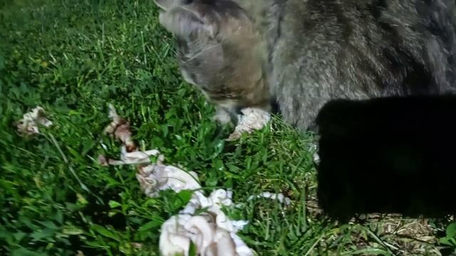 Старый суровый деревенский кот решил что куриные кости не должны достаться собакам