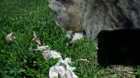 Старый суровый деревенский кот решил что куриные кости не должны достаться собакам