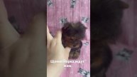Щенки йоркширского терьера ждут мам