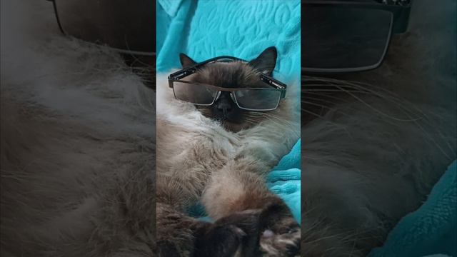 🐱 007 БОСИК