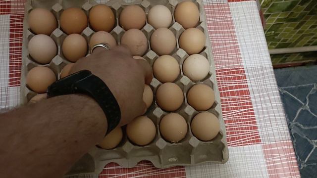 Начало совместной инкубации бройлеров и несушек. Обработка яйца. Овоскопирование.