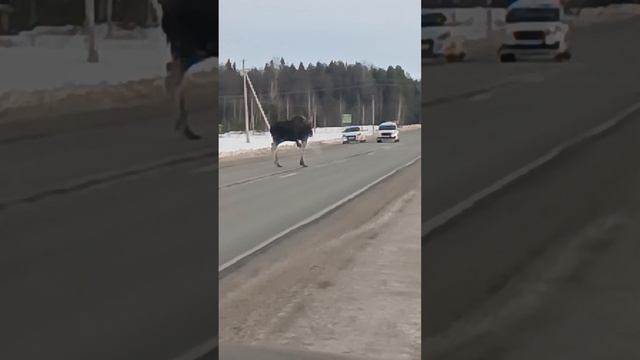 лось атакует!