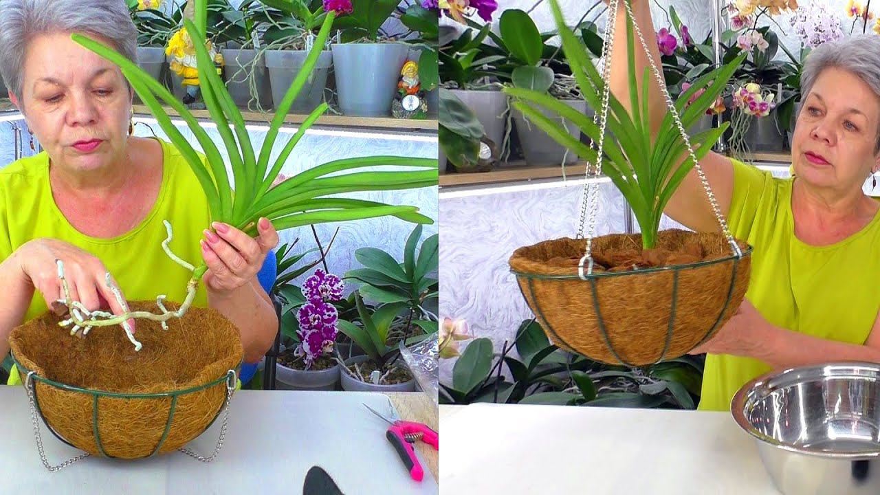 ВОЗДУШНЫЙ ЗАМОК для орхидеи Ванда. Пересадка орхидеи в подвесное кашпо.