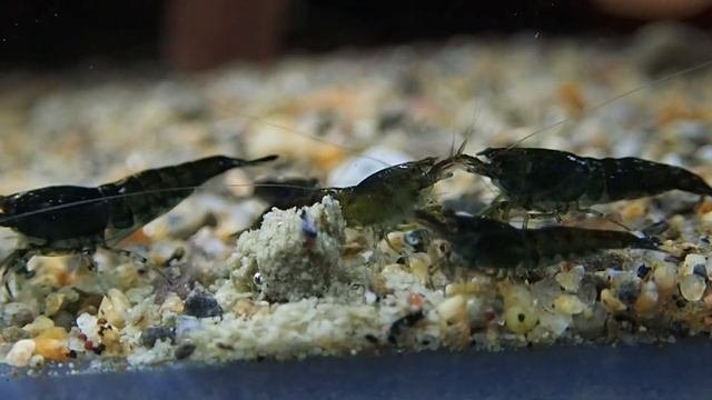 Relaxing Music To My Aquarium Shrimp 4k