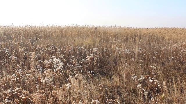леший на прогулке