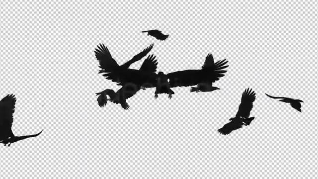 Flock of Birds - Angry Flying - 3D Animation Loop