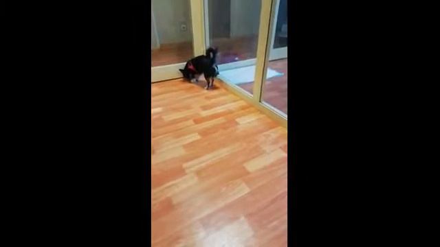 зоогостиница ЛапкиУшки