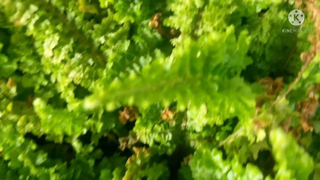 Ep 131: Nephrolapis exaltata / cotton candy / green fantasy fern #resilient #easygrowing