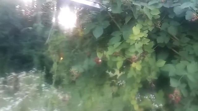 Ожина не колюча добре вродила.13 серпня 2017.