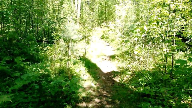 Прогулка по лесу в мае: красивые высокие деревья сосны и ели, весенняя зелень, тёплый солнечный день