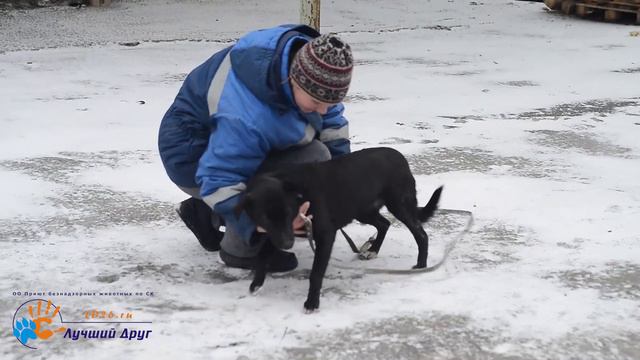 Чудесная собака Ночка!