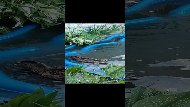 VID_20240619_203719.mp4