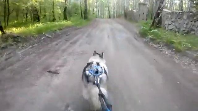Маламут Буран летняя упряжка ;)