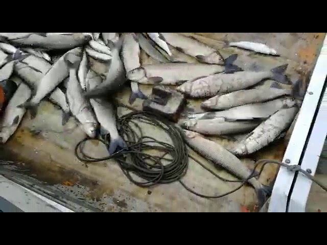 Вот это рыбалка!!!