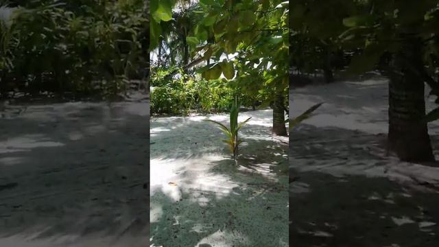 Fihalhohi Фихалхохи обзор территории возле номеров, выход к морю от каждой категории размещения