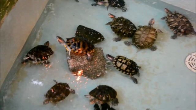 НОВОСИБИРСКИЙ ЗООПАРК. Террариум THE NOVOSIBIRSK ZOO. Terrarium
