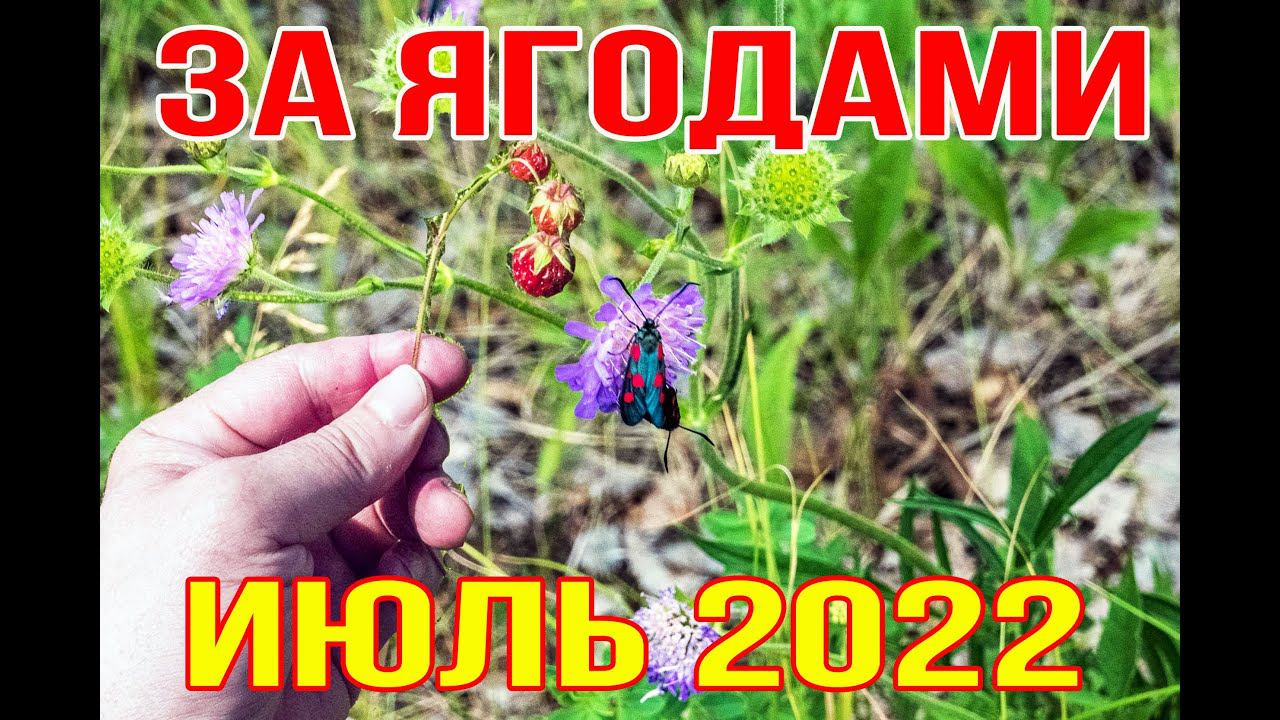 Жара - а мы в лес за ягодами - черника и клубника 23 июля 2022 г