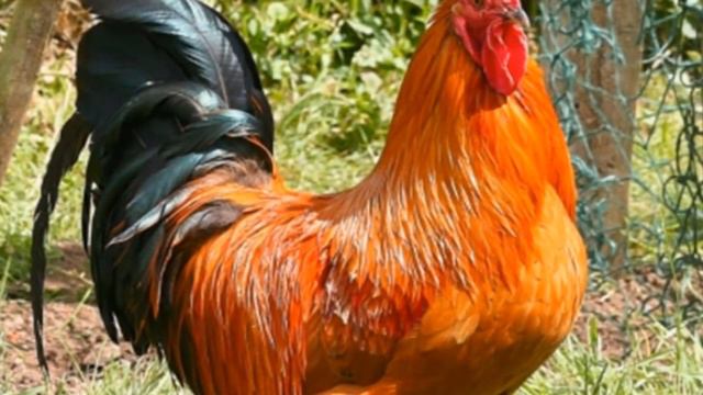 Lila Leela game! miracle ! In the voice of the rooster, 'God save' Allah! (See video)
