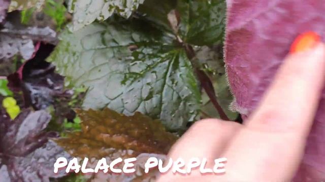 Гейхера сорт purple palace