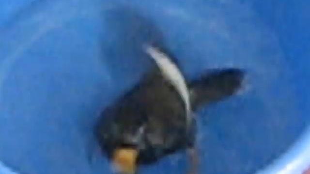 Talking Myna bird Kuzya-3. Говорящая майна Кузя-к