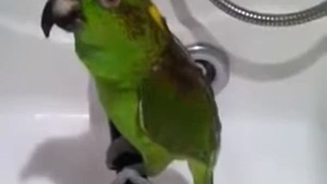 Поющий попугай!!!