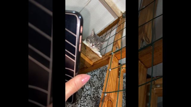 Кошечка лУна #2 слушает ВИДЕО сообщение от хозяйки!