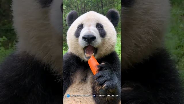 Панда лопает морковку