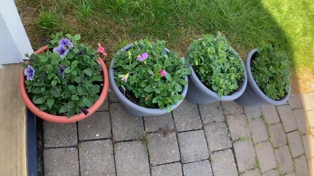 BUHAY AMERIKA / PINOY ABROAD : PETUNIA PROPAGATION UPDATE: SUCCESS BA OR FAILED? PROPAGATE TAYO ULI