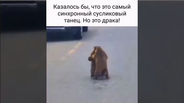 драка сусликов