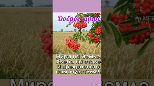 🌹 МИЛОЕ ДОБРОЕ УТРО ОСЕНИ #shorts