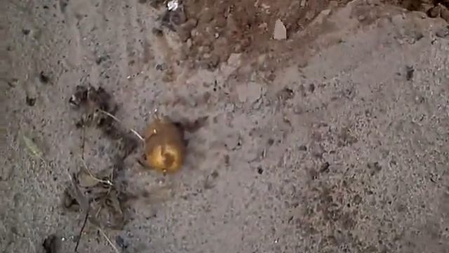 Как накопать свежей картошки для супа без лопаты