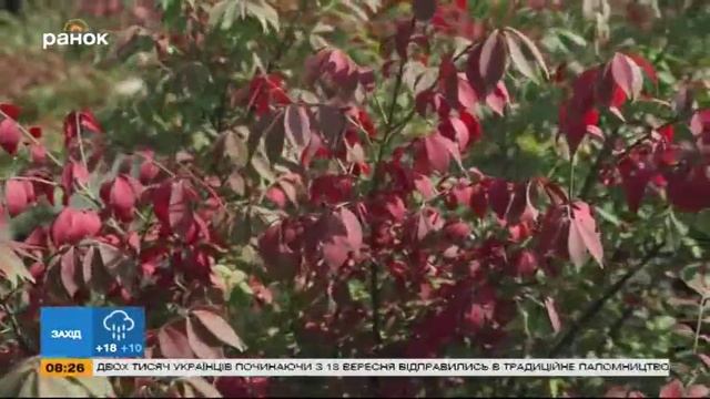 Как не ошибиться с выбором растений в садовом центре?