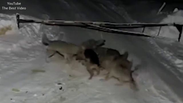 Волки загрызли Собаку прямо во дворе.